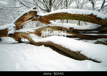 Toten Eiche stammen, Quercus Robur, im Winter, Sababurg Urwald NP, Nord-Hessen, Deutschland Stockfoto