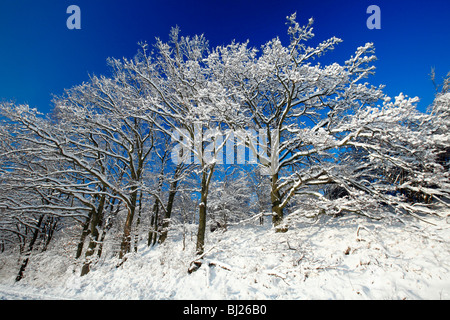 Eichen, Quercus Robur, bedeckt im Schnee, Winter, Harzer Berge, Niedersachsen, Deutschland Stockfoto