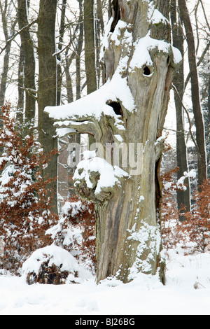 Toten Eiche stammen, Quercus Robur, im Winter, Sababurg Urwald NP, Nord-Hessen, Deutschland Stockfoto