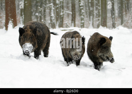 Wildschwein, Sus Scrofa, Wildschwein und zwei Sauen im Schnee bedeckt Wald, Deutschland Stockfoto