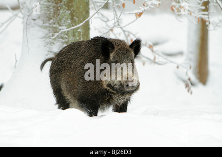 Wildschwein, Sus Scrofa, Sau im Schnee bedeckt Wald, Deutschland Stockfoto