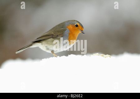 Rotkehlchen, Erithacus Rubecula, auf der Suche nach Essen im Garten, im Winter, Deutschland Stockfoto