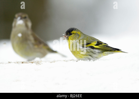 Erlenzeisig, Zuchtjahr Spinus, Männlich, Fütterung auf Boden im Schnee beklebt Garten, Winter, Deutschland Stockfoto