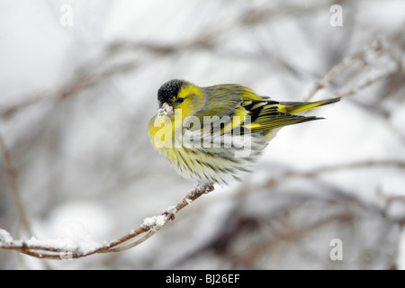 Erlenzeisig, Zuchtjahr Spinus, Männlich thront auf Schnee beklebt Zweig im Garten, Winter, Deutschland Stockfoto