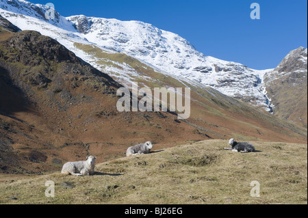 Herdwick Schafe im Langdale Tal mit Schnee bedeckt Bogen fiel Berg im Abstand Seenplatte Cumbria England UK Stockfoto