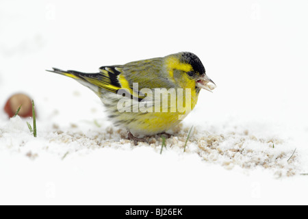 Erlenzeisig, Zuchtjahr Spinus, Männlich, Fütterung auf Boden im Schnee beklebt Garten, Winter, Deutschland Stockfoto