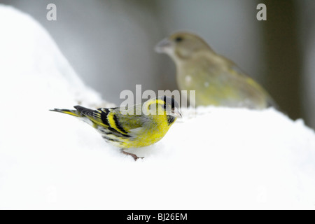 Erlenzeisig, Zuchtjahr Spinus, Männlich, Fütterung auf Boden im Schnee beklebt Garten, Winter, Deutschland Stockfoto