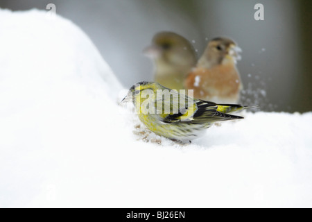 Erlenzeisig, Zuchtjahr Spinus, Männlich, Fütterung auf Boden im Schnee beklebt Garten, Winter, Deutschland Stockfoto