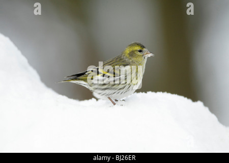 Erlenzeisig, Zuchtjahr Spinus, Weiblich, Fütterung auf Boden im Schnee beklebt Garten, Winter, Deutschland Stockfoto