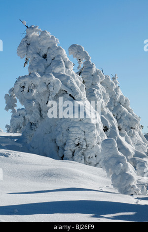 Schneebedeckte Bäume gemeine Fichte, Picea Abies, im Winter, Brocken Berg, Nationalpark Hochharz, Saxony Anhalt, Deutschland Stockfoto