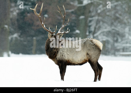 Red Deer Hirsch, Cevus Elaphus, in der tief verschneiten Landschaft, Deutschland Stockfoto