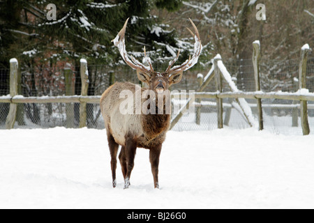 Red Deer Hirsch, Cevus Elaphus, in der tief verschneiten Landschaft, schnuppern, Deutschland Stockfoto