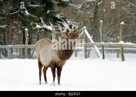 Red Deer Hirsch, Cevus Elaphus, in der tief verschneiten Landschaft, schnuppern, Deutschland Stockfoto