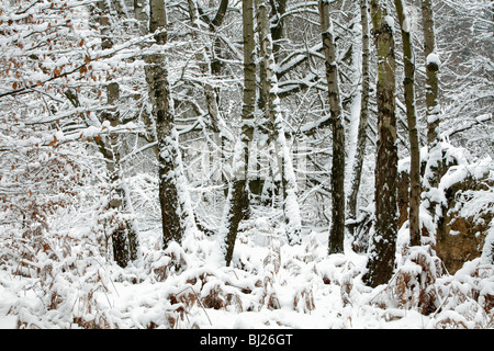 Gemischte Laubwald mit Schnee bedeckt, winter, Nord-Hessen, Deutschland Stockfoto