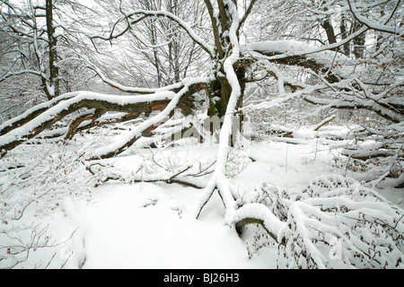 Ancient Beech tree in deciduous woodland, covered in snow, winter, North Hessen, Germany Stockfoto