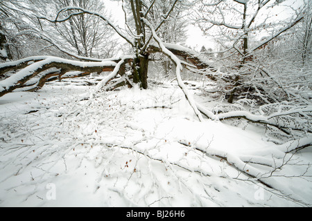 Alte Buche im Laubwald, mit Schnee bedeckt, winter, Nord-Hessen, Deutschland Stockfoto