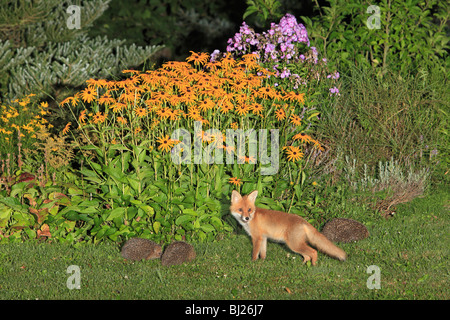 Europäischer roter Fuchs (Vulpes Vulpes), Jungtier im Garten mit Igel (Erinaceus Europaeus), Hessen, Deutschland Stockfoto