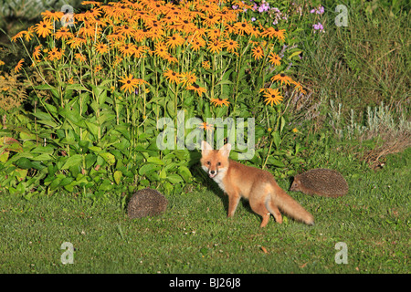 Europäischer roter Fuchs (Vulpes Vulpes), Jungtier im Garten mit Igel (Erinaceus Europaeus), Hessen, Deutschland Stockfoto