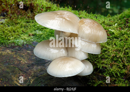 Porzellan-Pilze (Oudemansiella Mucida), wachsen auf Toten Buche Baum Stamm, Deutschland Stockfoto