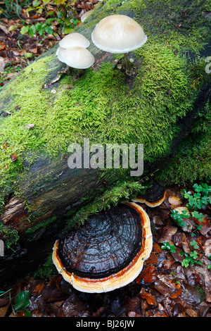 Porzellan-Pilz (Oudemansiella Mucida) und des Künstlers Pilz (Ganoderma Applanatum) wächst auf Toten Buche Baum Stamm, Deutschland Stockfoto