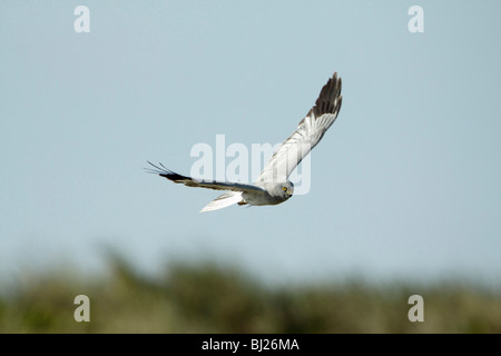 Kornweihe (Circus Cyaneus) männlichen Jagd über Sanddünen, Texel, Holland Stockfoto