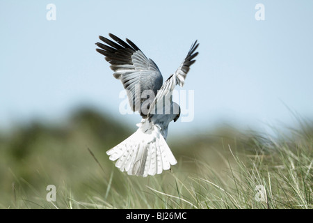 Männliche Kornweihe (Circus Cyaneus) Jagd und schwebt über Sanddünen, Texel, Holland Stockfoto