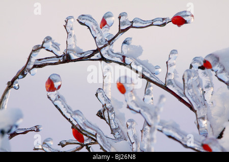 Eis bedeckt wild rose Zweig mit Hagebutten, im Winter, Deutschland Stockfoto