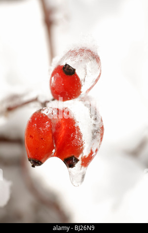 Eis bedeckt wild rose Hagebutten im Winter, Deutschland Stockfoto