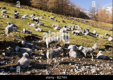 Herdwick Schafe im Langdale Tal mit Schnee bedeckt Bogen fiel Berg im Abstand Seenplatte Cumbria England UK Stockfoto