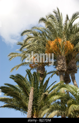 Palmen mit Terminen in Spanien