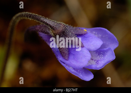 Gemeinsamen Fettkraut Pinguicula vulgaris Stockfoto