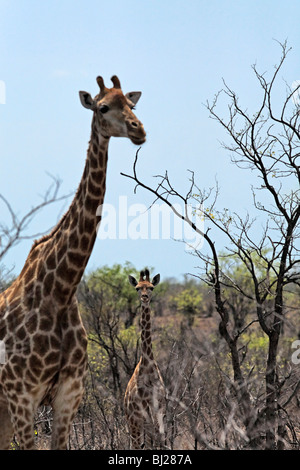 Erwachsene und junge Giraffe Portrait (Giraffa Plancius) Krüger Nationalpark in Südafrika Stockfoto