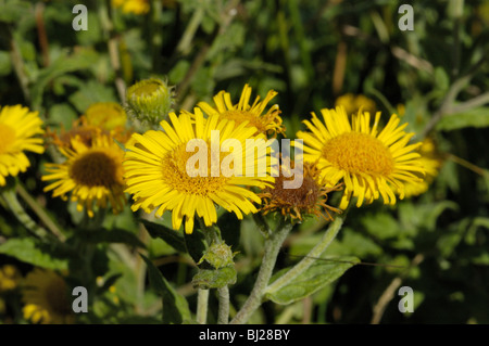 Gemeinsamen Berufkraut, Pulicaria dysenterica Stockfoto