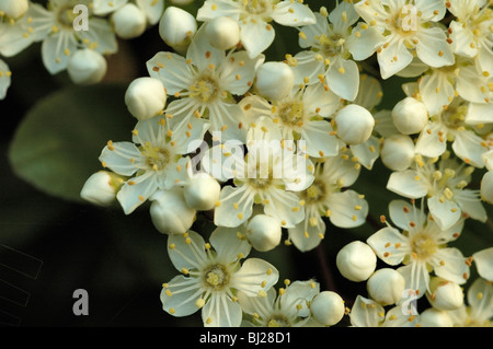 Feuerdorn, Pyracantha coccinea Stockfoto