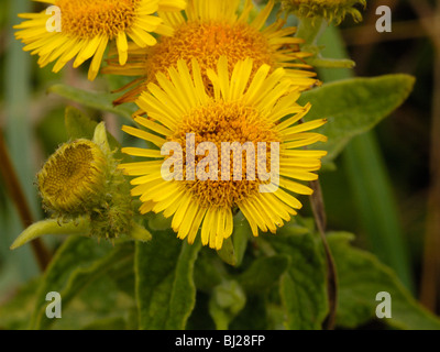 Gemeinsamen Berufkraut, Pulicaria dysenterica Stockfoto