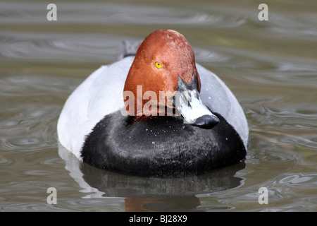 Männliche gemeinsame Tafelenten Aythya 40-jähriger Schwimmen bei Martin bloße WWT, Lancashire UK Stockfoto