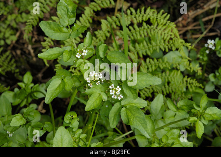 Brunnenkresse, Kapuzinerkresse Officinale oder Rorippa Kapuzinerkresse-aquaticum Stockfoto