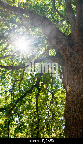 Sonnenlicht durch die Blätter einer Eiche Stockfoto