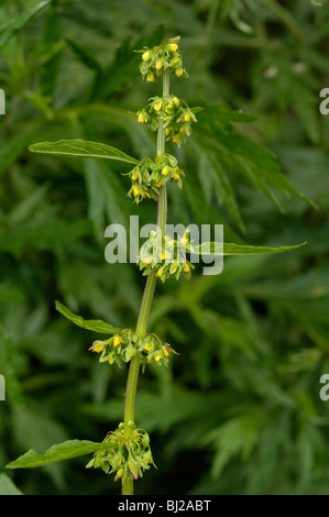 Gekräuselte Dock, Rumex crispus Stockfoto