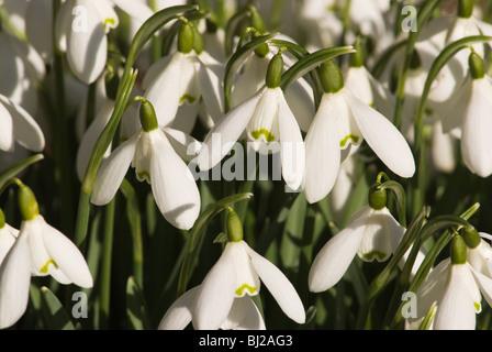 Nahaufnahme der Schneeglöckchen Blumen in freier Wildbahn bei Leighton Moos in der Nähe von Silverdale Lancashire England Vereinigtes Königreich UK Stockfoto