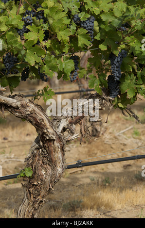 Rote Trauben am Rebstock Stockfoto