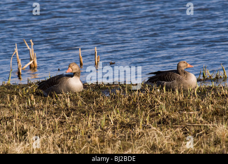 Ein paar der Graugans Gänse sitzen auf Marschland bei Leighton Moos in der Nähe von Silverdale Lancashire England Vereinigtes Königreich UK Stockfoto