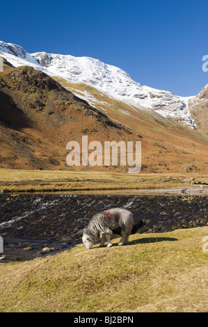 Herdwick Schafe im Langdale Tal mit Schnee bedeckt Bogen fiel Berg im Abstand Seenplatte Cumbria England UK Stockfoto