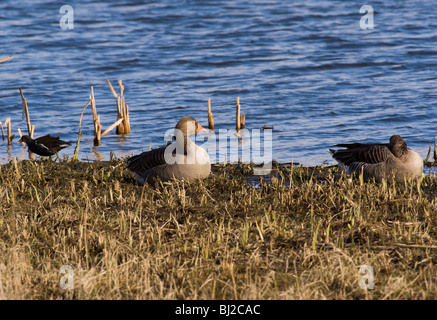 Ein paar der Graugans Gänse sitzen auf Marschland mit einem Teichhuhn bei Leighton Moos in der Nähe von Silverdale Lancashire England United Kingdom Stockfoto