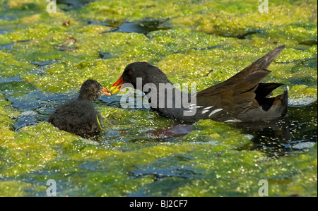 Teichhuhn, Gallinula Chloropus, Eltern-Feeds Küken unter grünen Algen Matten Stockfoto