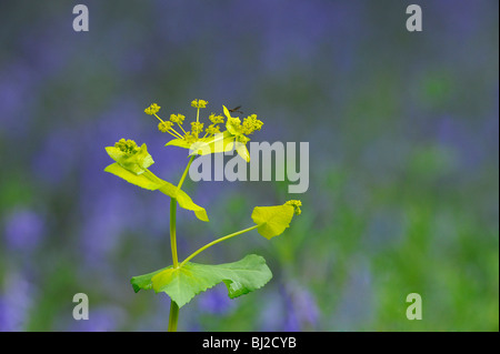 Perfoliate Alexanders, Smyrnium Perfoliatum, wächst über Teppich aus Glockenblumen im Frühjahr Stockfoto