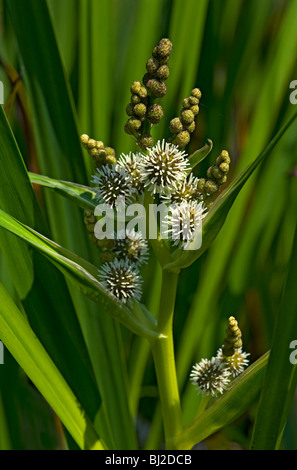 Verzweigte Bur Reed, Sparganium Erectum, mit männlichen Blüten über weibliche Blüten Stockfoto