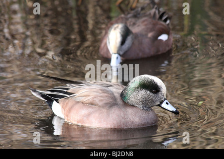 Männliche amerikanische Pfeifente Mareca Americana (ehemals Anas americana) Schwimmen bei Martin bloße WWT Lancashire, Großbritannien Stockfoto