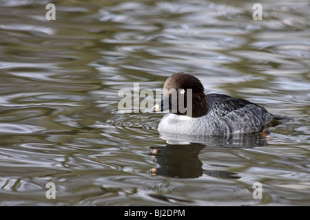 Weibliche Common Goldeneye Bucephala Clangula bei Martin bloße WWT, Lancashire UK Stockfoto