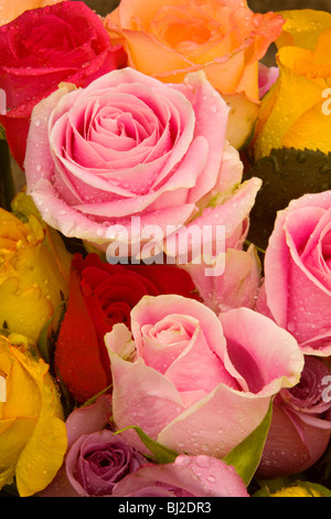 Eine Gruppe von mehreren Farbe Rosen mit Regen fällt auf sie. Stockfoto